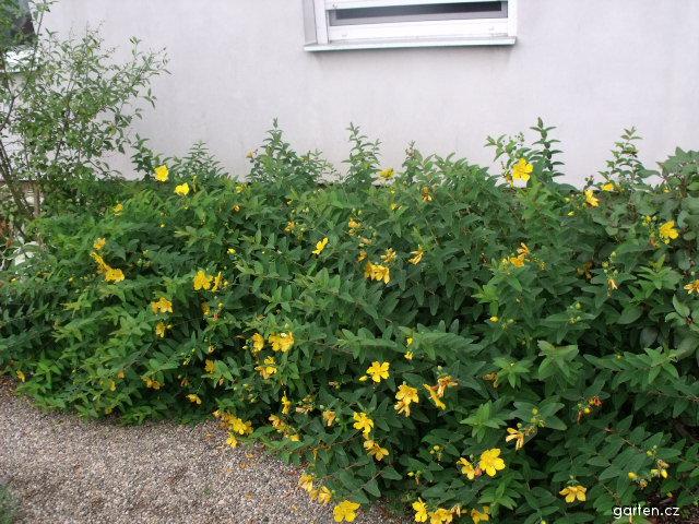 ST JOHNS WORT